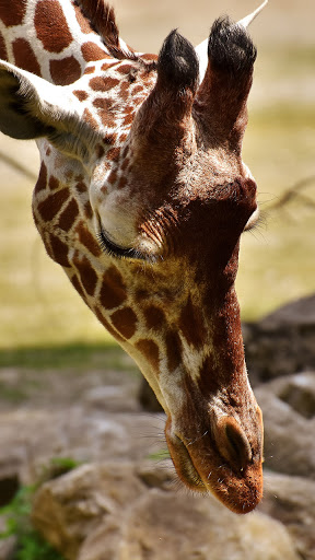 Android application beautiful animal wallpaper screenshort