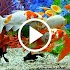 Aquarium Video Live Wallpaper1.7