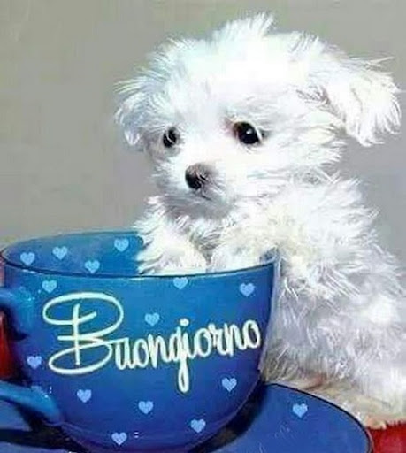 Android application Buongiorno Immagini screenshort