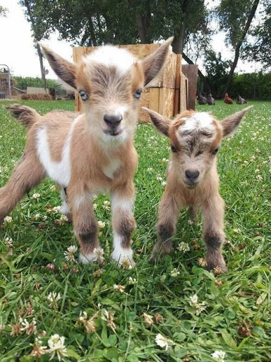 Download Baby Goat Wallpaper Free for Android - Baby Goat Wallpaper APK  Download 
