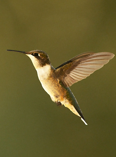 Android application Hummingbird sounds screenshort