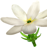 Jasmine Flower 3D icon