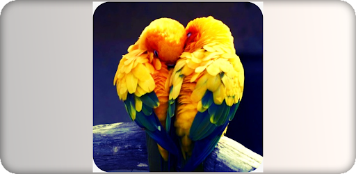 Love Birds