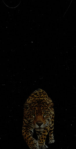 Animated black screen wallpape