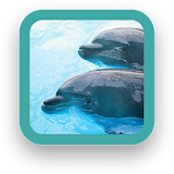 Free Dolphins Wallpaper icon