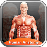 Human Anatomy Explorer icon