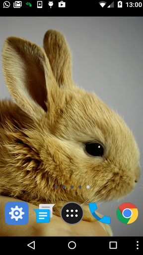 Android application beautiful rabbit wallpaper screenshort
