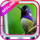 200+ Kicau Burung|Offline icon