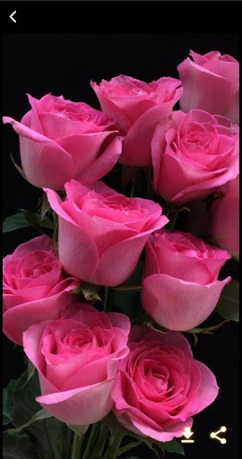 Rose HD Wallpapers 1080p