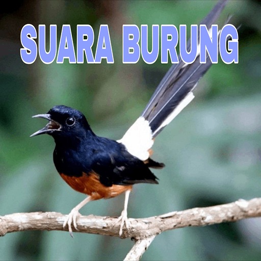 Audio Suara Burung logo