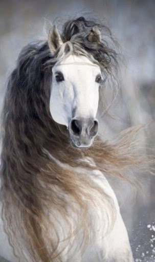 Horses Wallpapers Screen 3