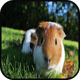 Top Guinea Pig Wallpapers icon