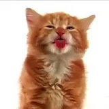 Cat Lick Screen Live wallpaper icon