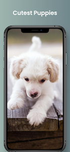 Cute Puppy Wallpapers