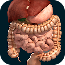 Inneren Organe 3D (Anatomie)