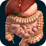 Cover Image of Herunterladen Innere Organe in 3D (Anatomie)  APK