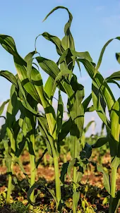 Corn Plant Wallpaper