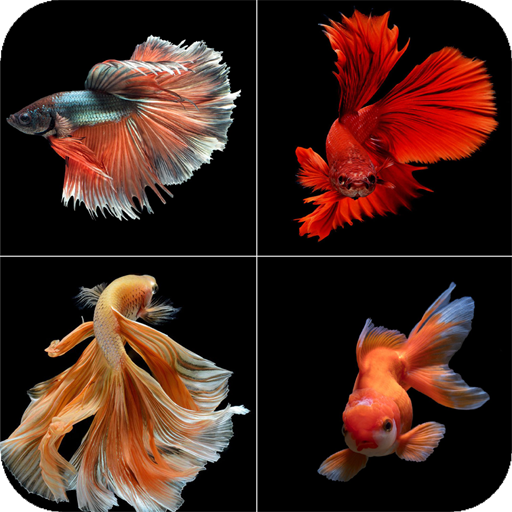 Betta Fish Wallpaper logo