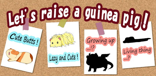 Let`s raise a guinea pig!