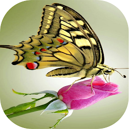 Icon image Butterflies   (WAStickerApps)
