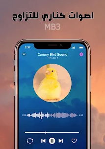 canary bird sound