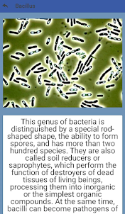 Types of bacteria