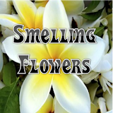 Smelling Flowers icon