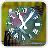 Birds Clock Live Wallpaper icon