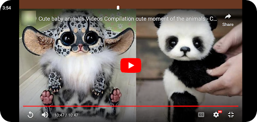 Funny Animal Videos Screen 2