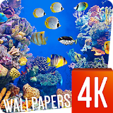 Fish Wallpapers 4k icon
