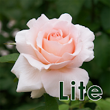 バラ大図鑑 Lite Edition icon