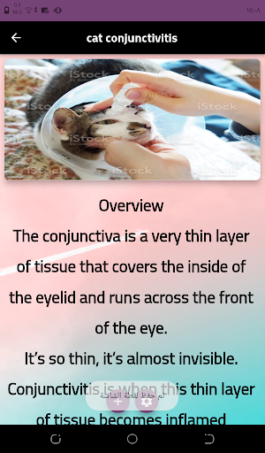 cat eyes  feline eyes