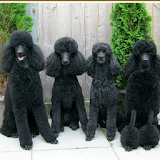 Poodle Dogs Wallpapers icon