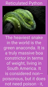 Python the Snake