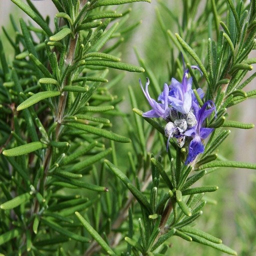 Rosemary logo