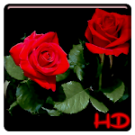 Cover Image of ダウンロード Red Rose APUS Live Wallpaper  APK