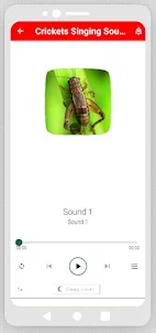 Crickets Singing Sounds
