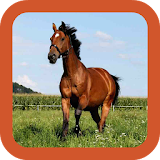 Horse Wallpapers Hd icon