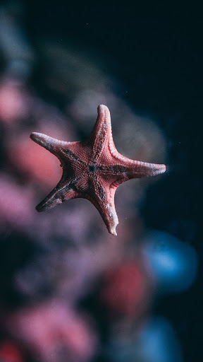 Android application starfish wallpaper screenshort