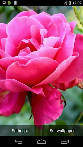 Pink Rose Video Live Wallpaper Screen 3