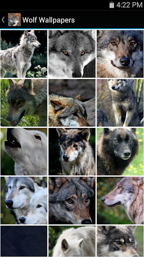 Wolf Wallpapers Screenshot 2 - AppWisp.com