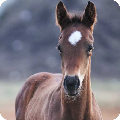 Baby Horse Wallpaper logo
