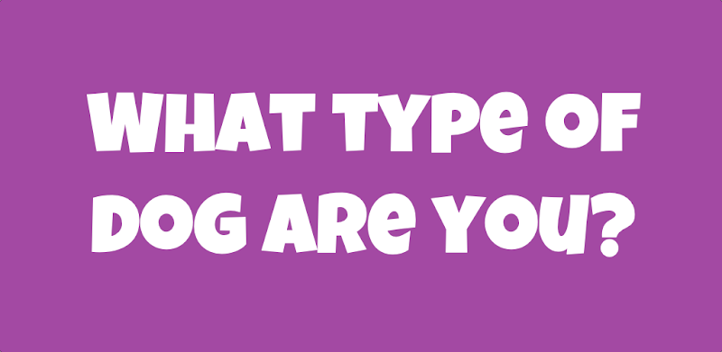 What Type Of Dog Are You?