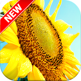 Sunflower Wallpapers icon