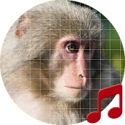 Monkey sounds ~ Sboard.pro