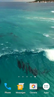 Dolphins Video Live Wallpaper