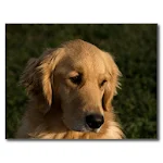 Cover Image of Herunterladen Golden Retriever Dog Wallpaper 1.0 APK