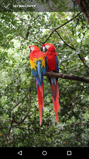 Parrot Wallpapers Screen 3