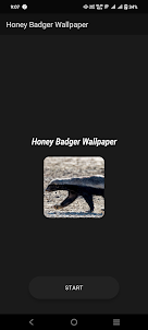 Honey Badger Wallpaper