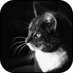 Cover Image of Herunterladen Black and white wallpapers  APK